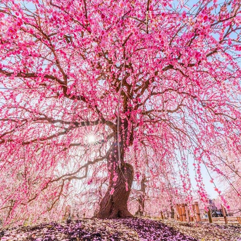 Generic Weeping Cherry Seeds cascade bloom for elegant focal point in your garden