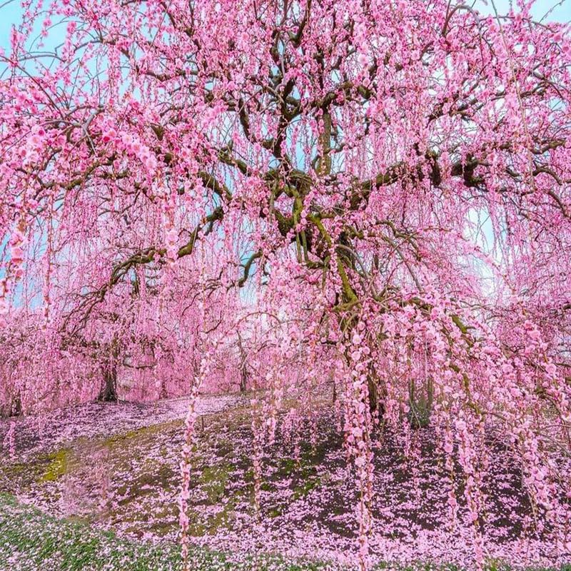 Generic Weeping Cherry Seeds to accent garden borders with soft, trailing blossoms
