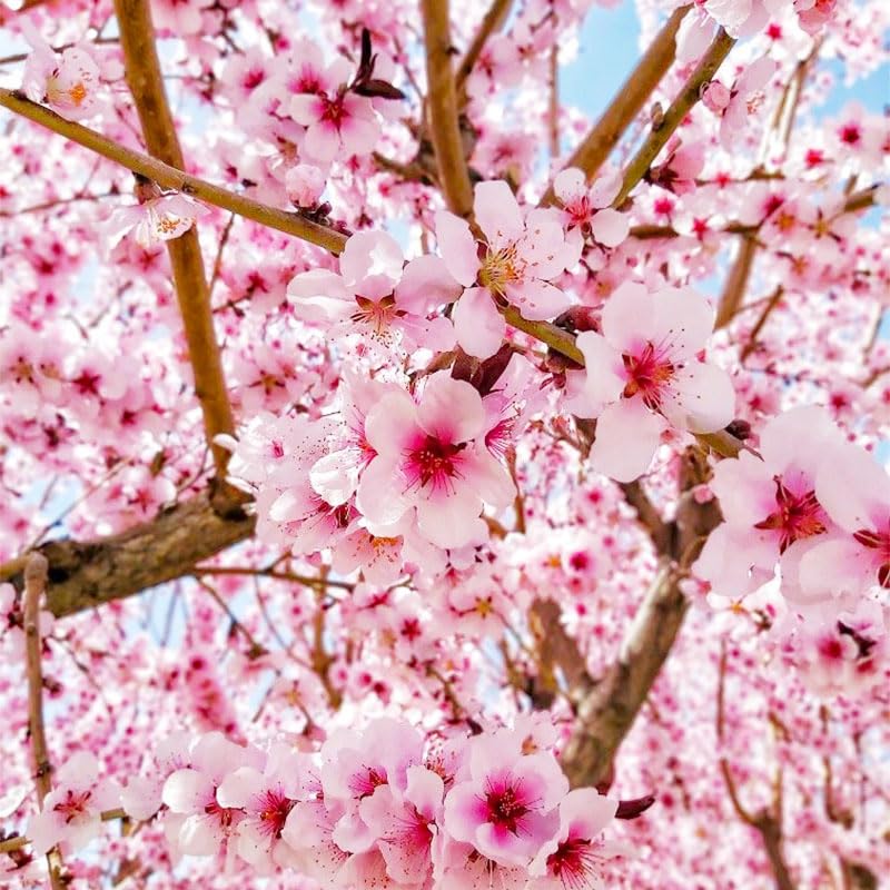Generic Weeping Cherry Seeds for hanging basket display, creating a graceful floral cascade