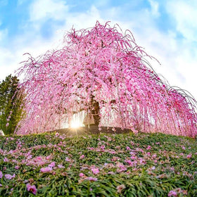 Generic Weeping Cherry Seeds for landscape accents in sunny spaces