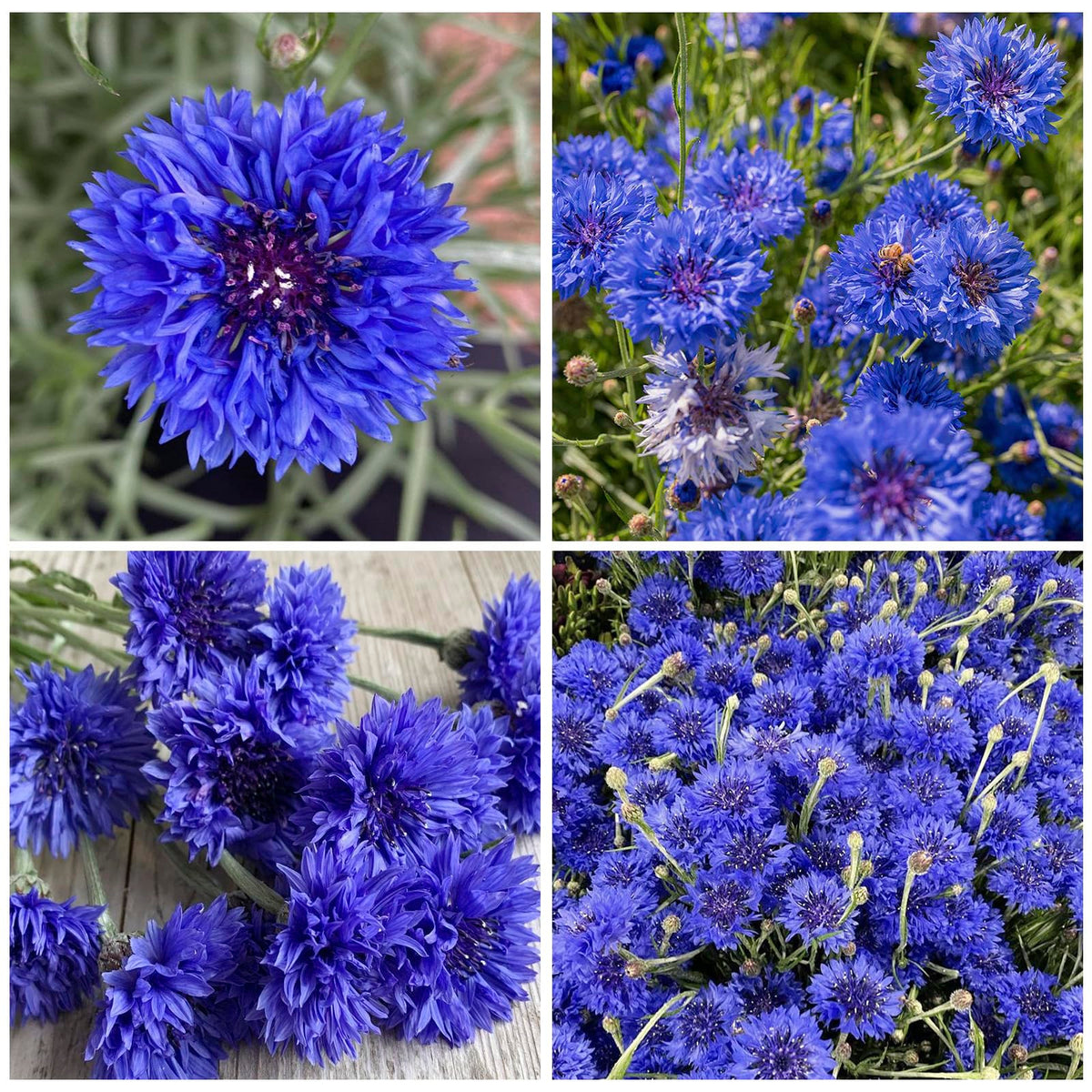 Generic well-draining soil support for healthy cornflower seedling growth.