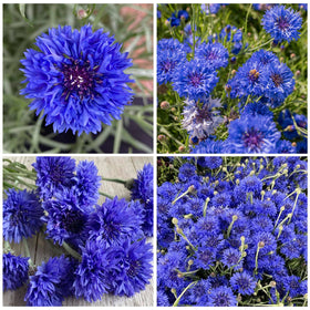 Generic well-draining soil support for healthy cornflower seedling growth.