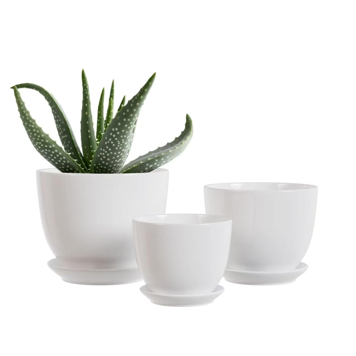 Generic white ceramic pot set large diameter for bold indoor plants.