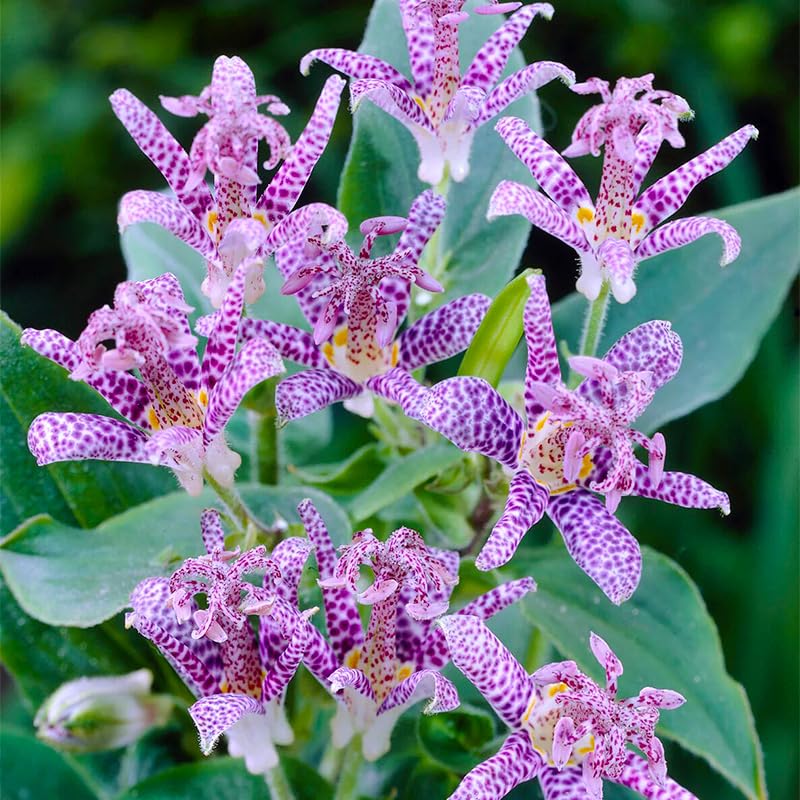 Generic Tricyrtis Wonder toad lily in a bed under trees adds color and depth