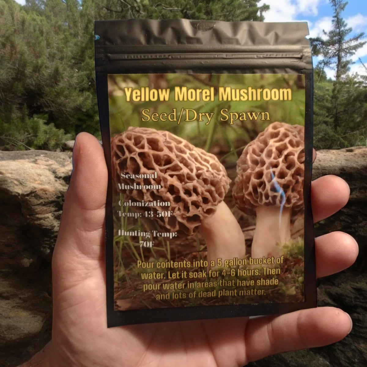 Generic Yellow Morel harvest-ready patch with seed/dry spawn for outdoor harvest.