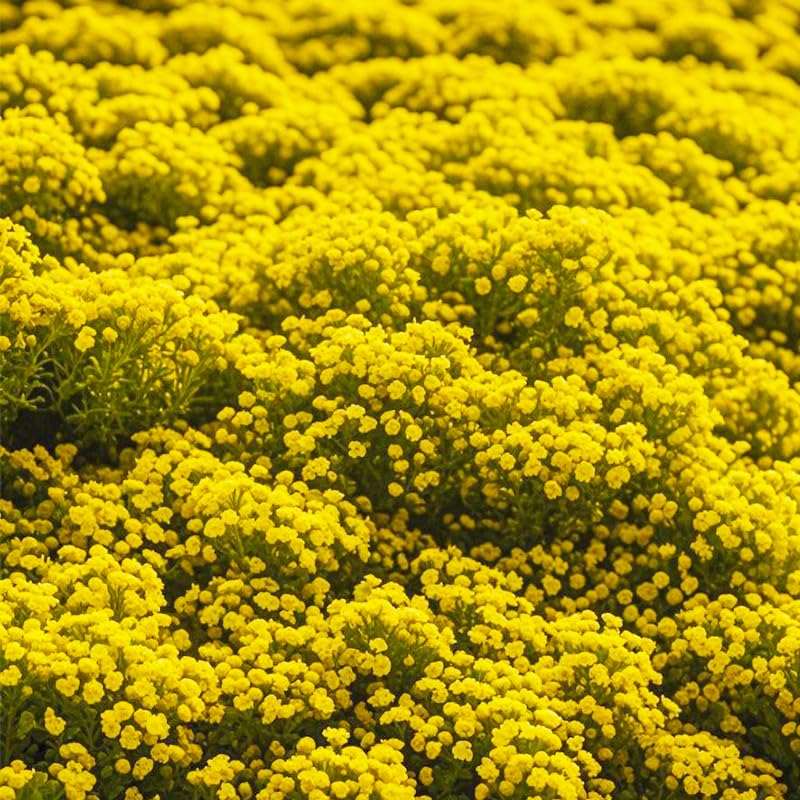 Generic creeping thyme for long-blooming borders and rock gardens.