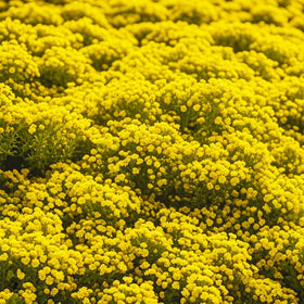 Generic creeping thyme for long-blooming borders and rock gardens.