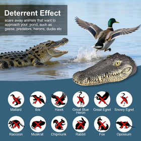 Geniff Gator Head floats in pool to protect koi and ducks.