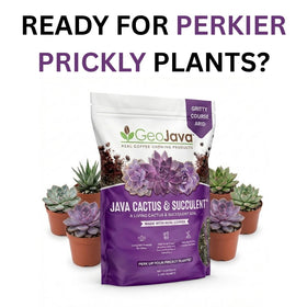 GeoJava succulent potting with this mix for healthy early root development.