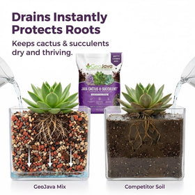GeoJava peat-free cactus soil texture close-up showing gritty, fast-draining mix for healthy roots.