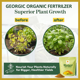 Georgic Mustard Oil Cake Powder slurry used as a slow release liquid feed