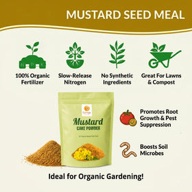 Georgic Mustard Oil Cake Powder top-dressing on beds supports lush root growth