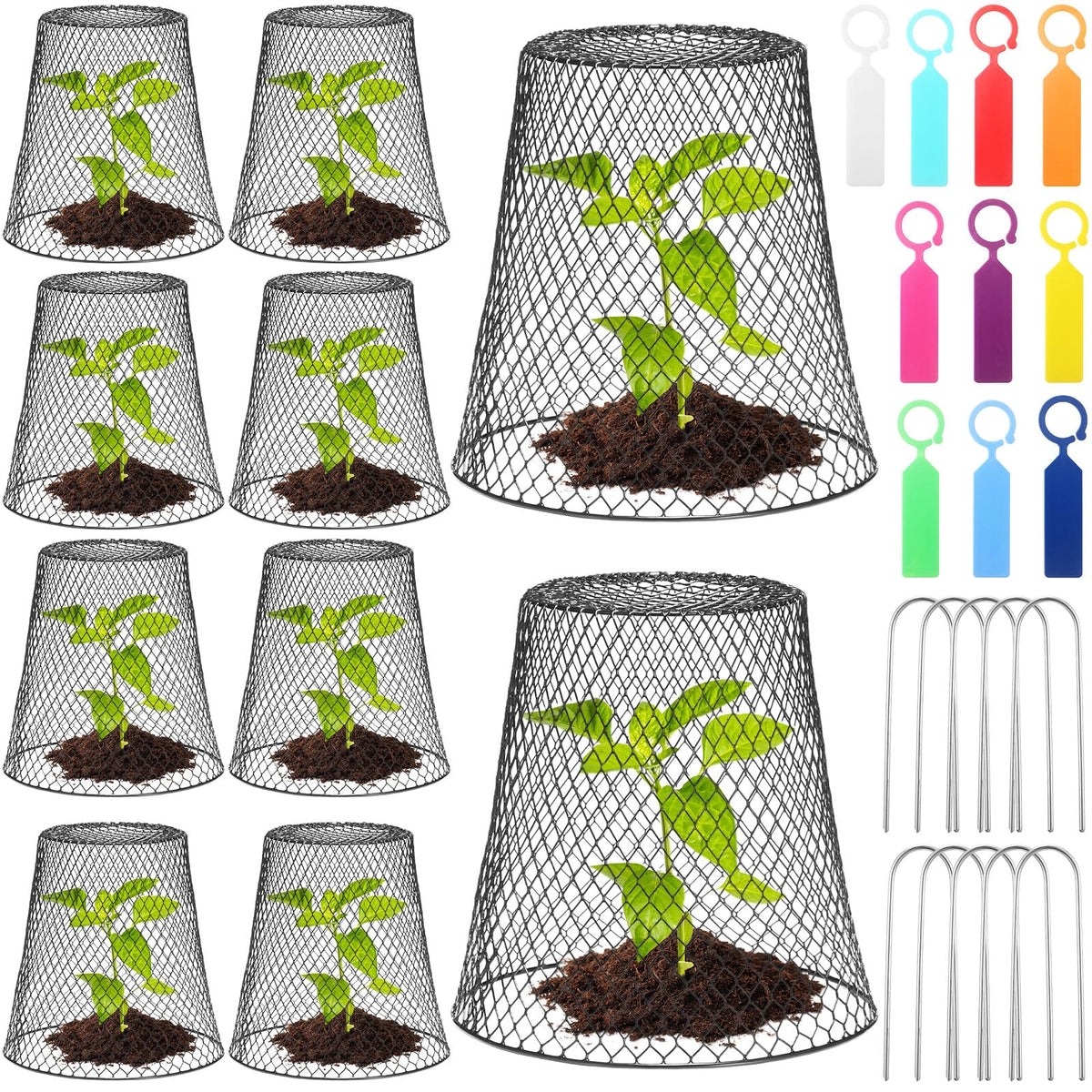 Geosar chicken wire cloche cover protects young plants from rabbits.