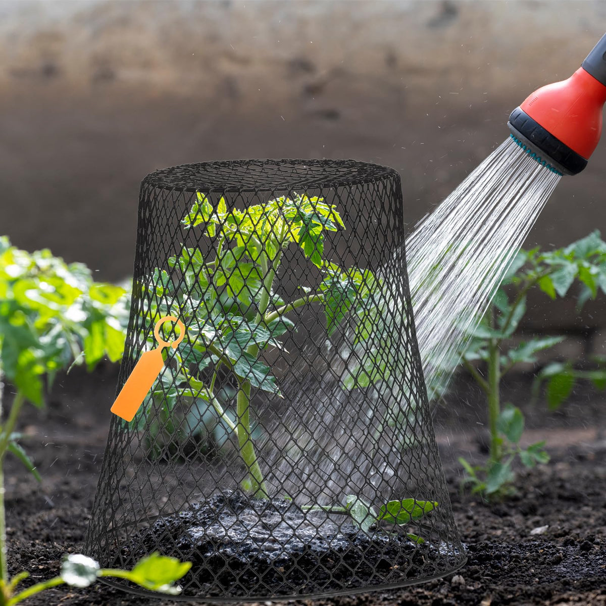 Geosar protective basket guards seedlings as they grow.
