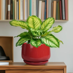 GEPGardening red ceramic pot 6-inch in living room setting for modern decor
