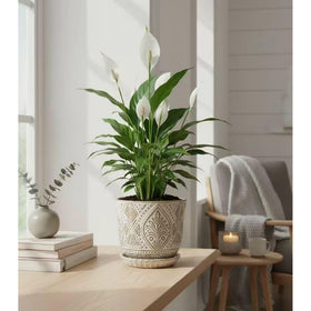 Gepege 6-inch planter in gift-ready packaging, a thoughtful housewarming option.