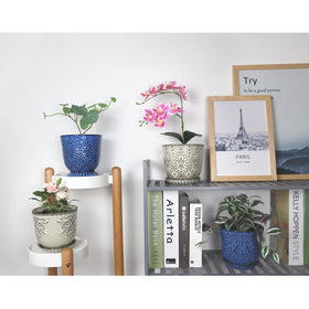 Gepege blue orchid/succulent display ready for shelves