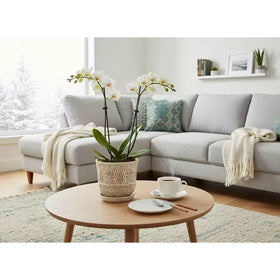 Gepege ceramic planter in modern minimalist decor for serene indoor greenery.