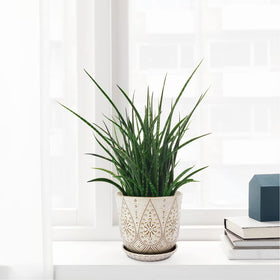 Gepege gift-ready ceramic planter for thoughtful housewarming presents.