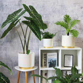 Gepege gift-ready packaging makes this planter a thoughtful present.