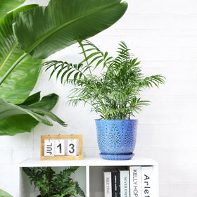Gepege 8-inch pot suitable for indoor plants on tabletops or windowsills.