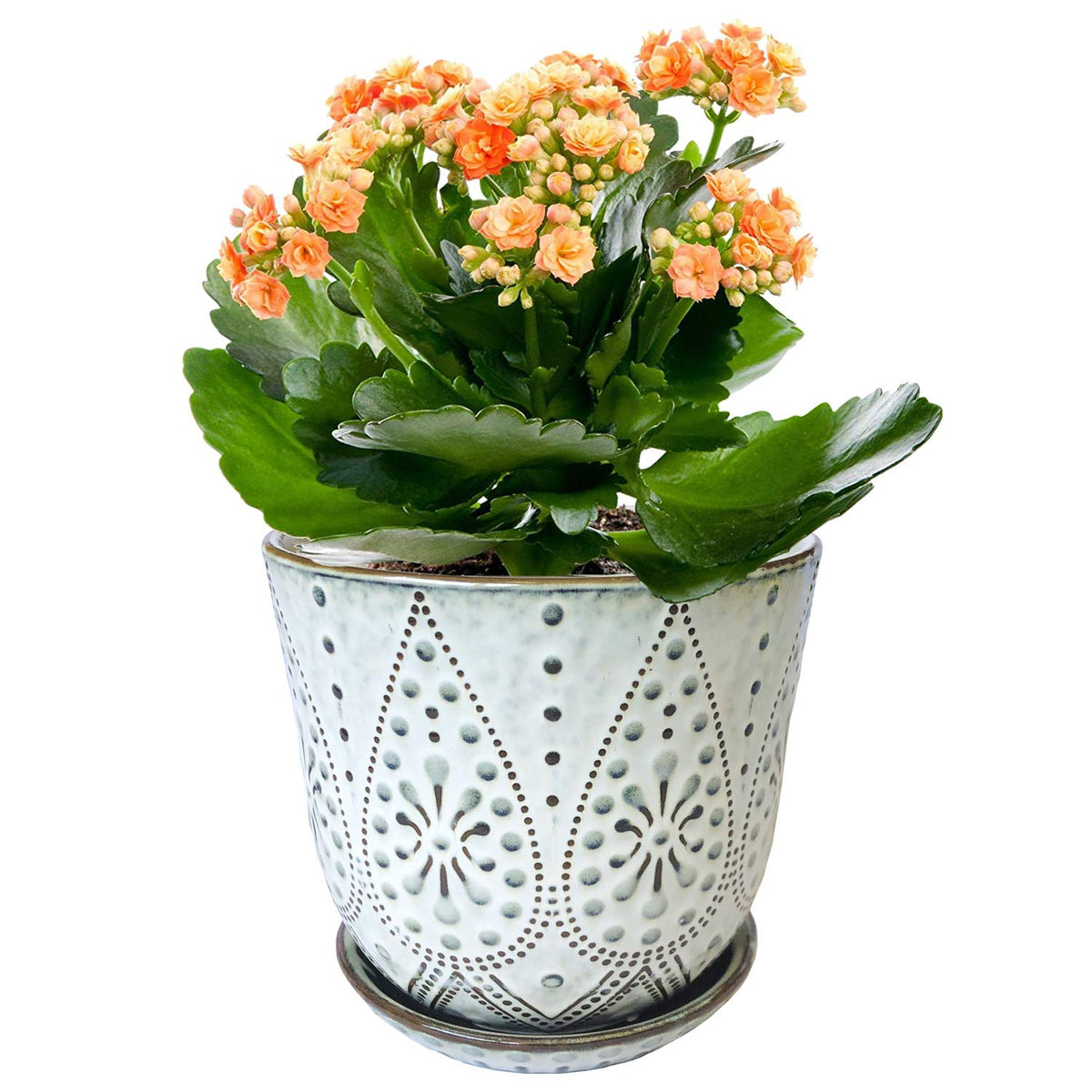 Gepege orchid succulent cactus pot set for versatile plant displays