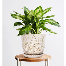 Gepege orchid succulent cactus pot on a tidy tabletop setup.