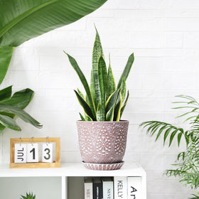 Gepege plant pot ideal for orchids, succulents, and cacti.
