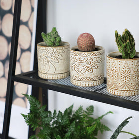 Gepege planter on window sill or desk for versatile indoor display.