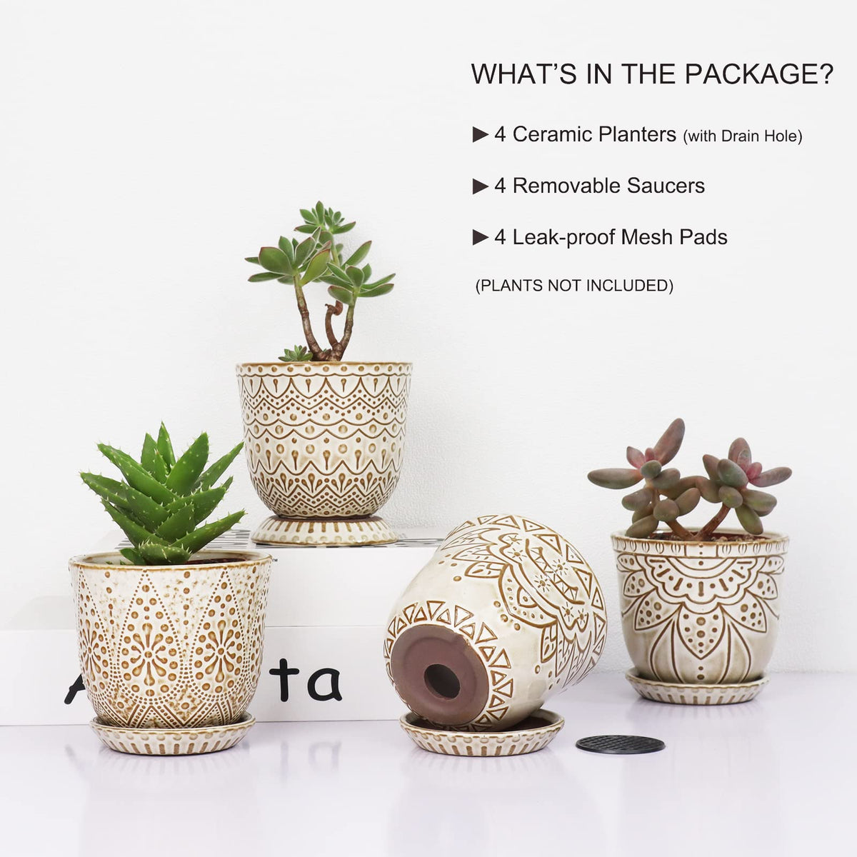 Gepege removable saucer tray for 4-inch pots, easy to switch displays.
