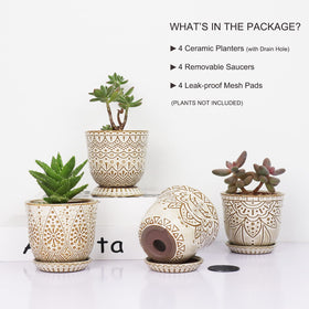Gepege removable saucer tray for 4-inch pots, easy to switch displays.