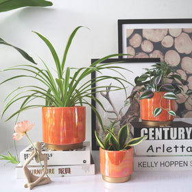 Gepege ceramic planter on shelf display enhances home decor.