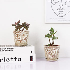 Gepege stable ceramic pot for desktop display of orchids and cacti.