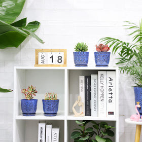 Gepege blue succulent pots with removable saucers for flexible display