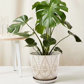 Gepege window-sill planter enhances bright spaces with elegant display.