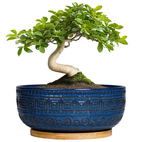 G EPGardening bonsai pot with blue glaze, top view for chic indoor greenery