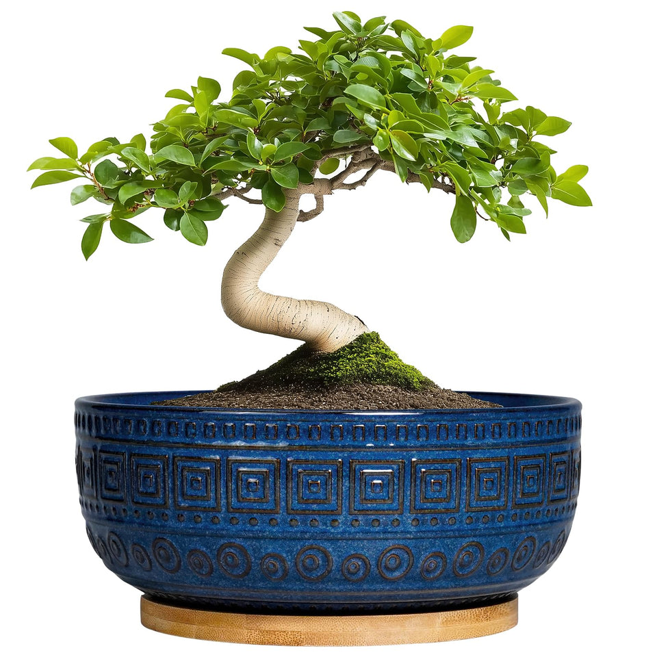 G EPGardening bonsai pot with blue glaze, top view for chic indoor greenery