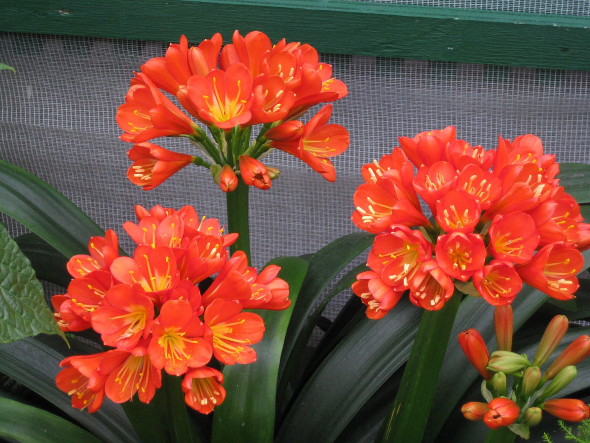 GERGO Peters Professional 20-20-20 orchids application for vibrant growth