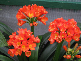 GERGO Peters Professional 20-20-20 orchids application for vibrant growth