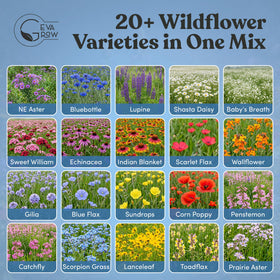 GevaGrow pollinator-friendly wildflowers attract bees and butterflies.