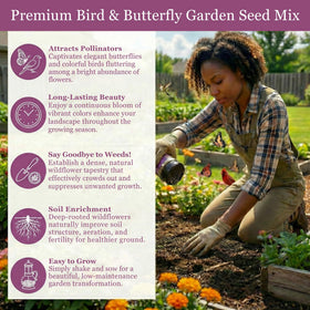 GevaGrow sunflowers and daisies bloom for vibrant border pops