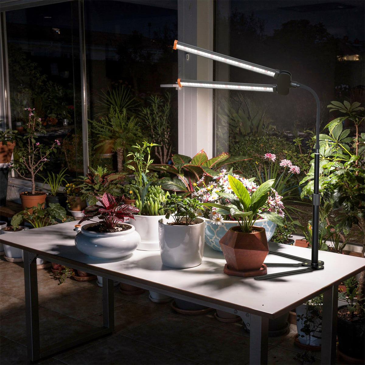 GHodec succulents basking under bright full spectrum light