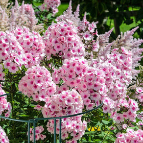 Gicare 10-inch cages with 32-inch height provide strong support for heavy flowering shrubs
