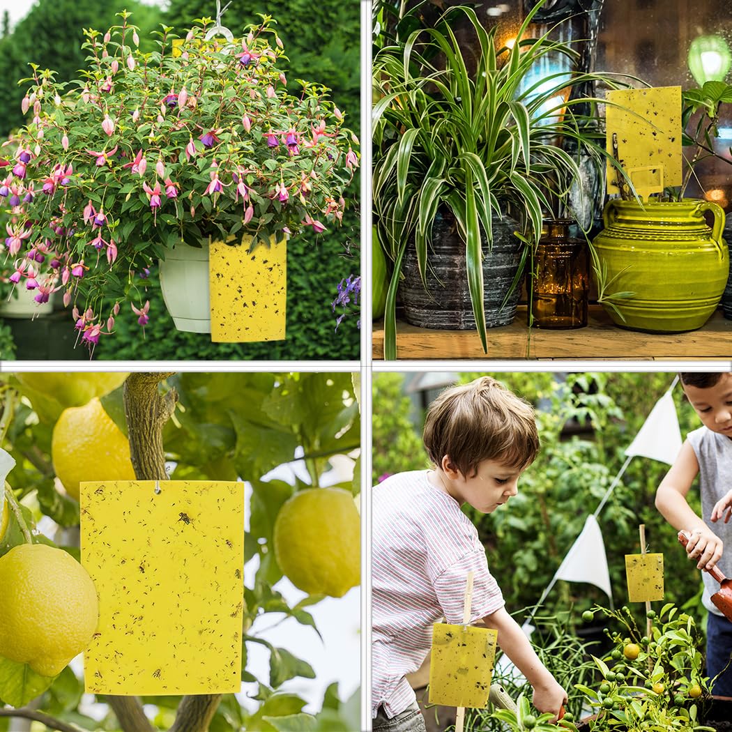 Gideal flying insects sticky traps help monitor gnats and whiteflies.