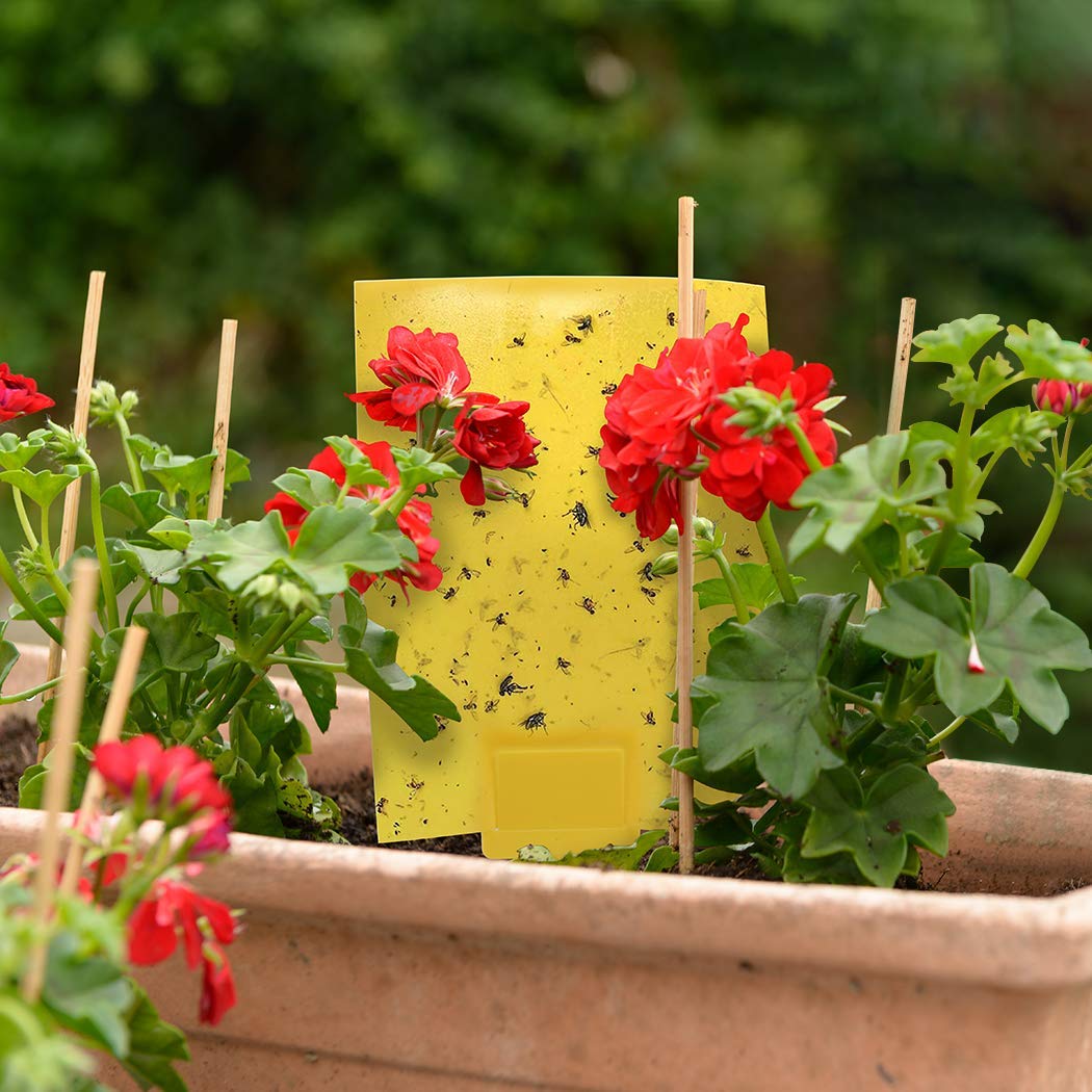 Gideal waterproof sticky traps withstand temperature changes for year-round use.