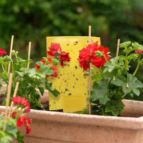 Gideal waterproof sticky traps withstand temperature changes for year-round use.