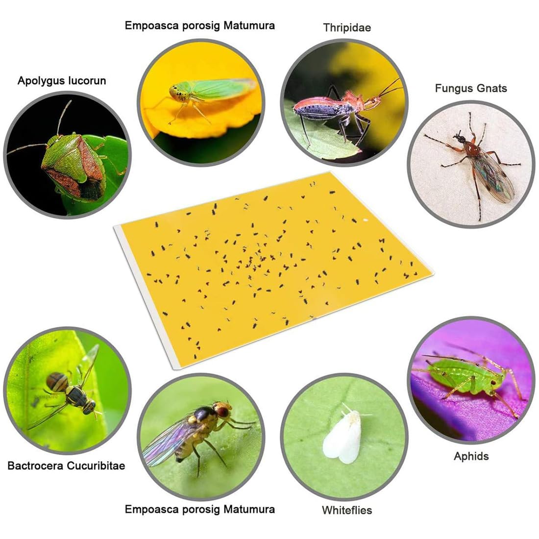 Gideal yellow traps designed for indoor and outdoor use to attract pests.