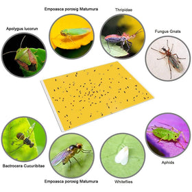 Gideal yellow traps designed for indoor and outdoor use to attract pests.