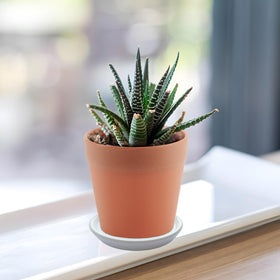 GIKUPOM leak-proof bottom glazed saucer prevents moisture reach to floors.