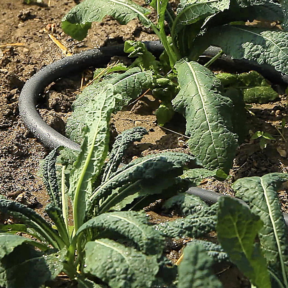 Gilmour weeper hose buried for efficient drip irrigation
